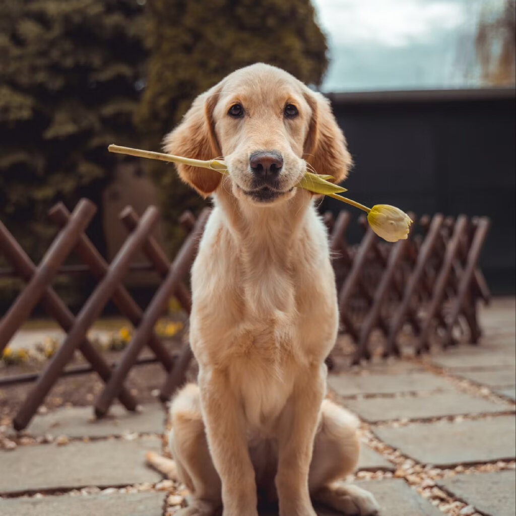 National Canine Advocacy Group Colorado Dog Puppy Rescue Foster Shelter Animal Welfare Policy Research