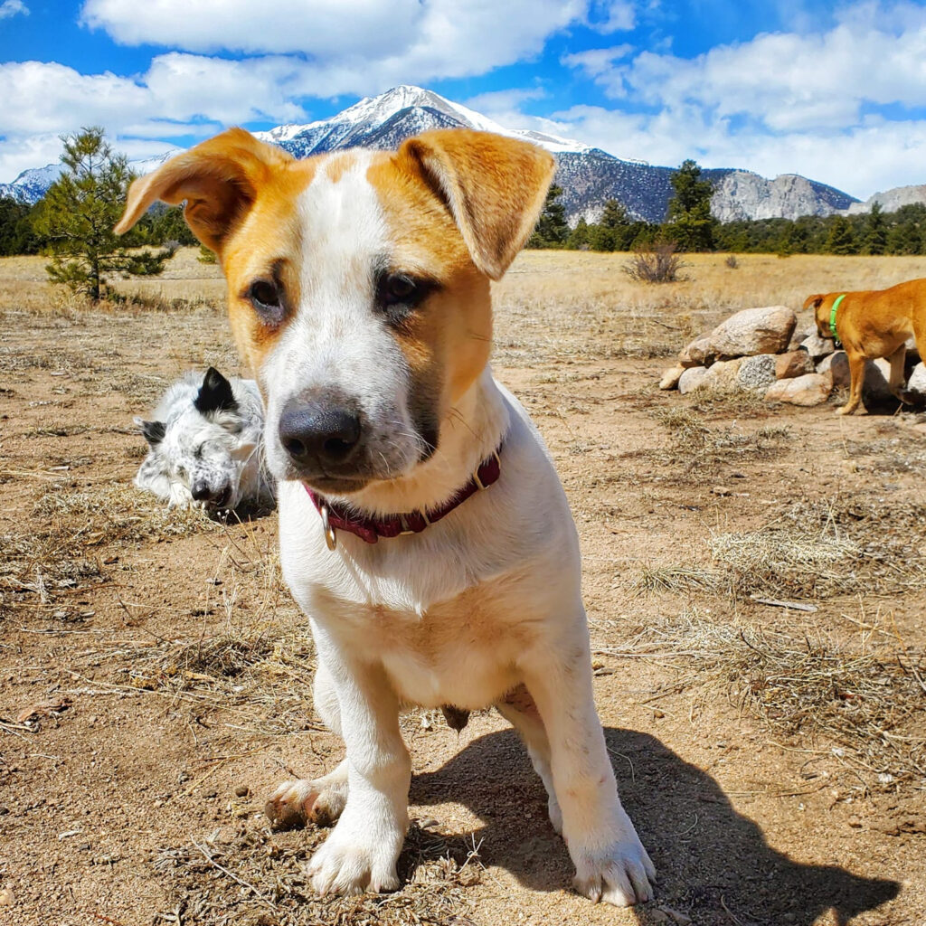 National Canine Advocacy Group Colorado Dog Puppy Rescue Foster Shelter Animal Welfare Policy Reasearch