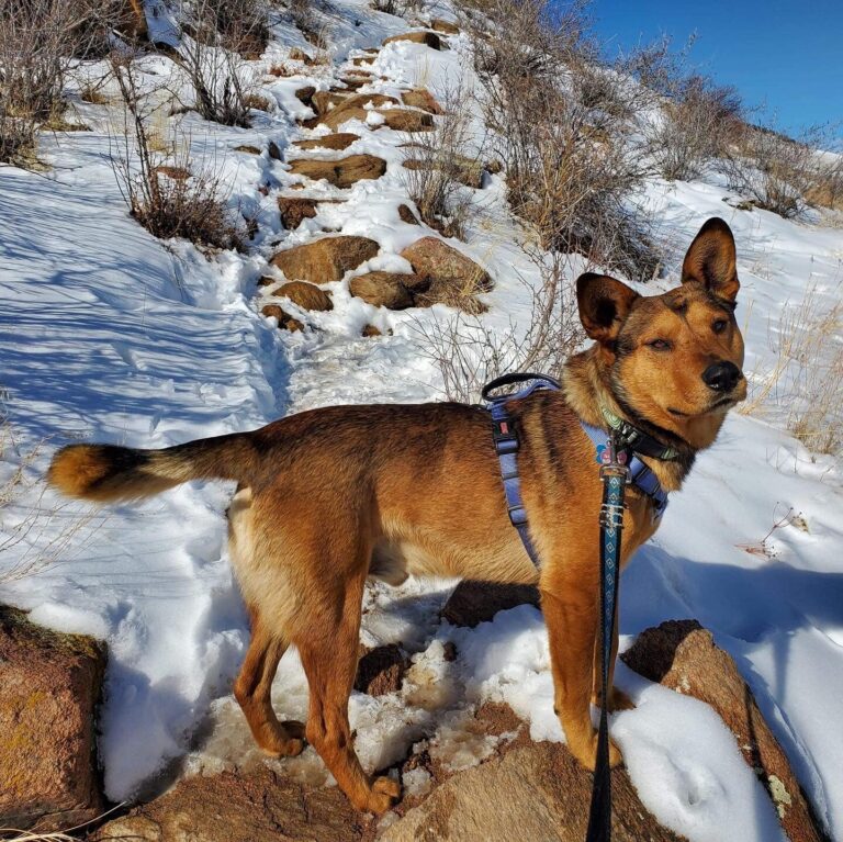 National Canine Advocacy Group Colorado Dog Puppy Rescue Foster Shelter Animal Welfare Policy Reasearch