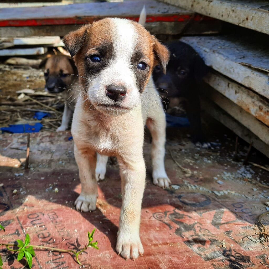 National Canine Advocacy Group Colorado Dog Puppy Rescue Foster Shelter Animal Welfare Policy Research